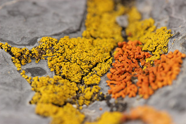 Orange & Yellow Lichen