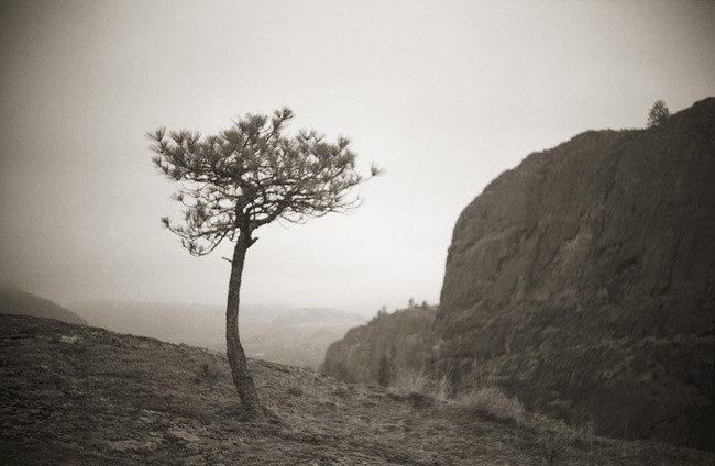 McLaughlin Canyon Tree by Ken Smith